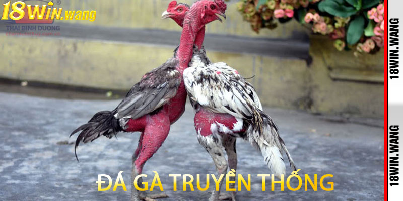 Đá gà truyền thống